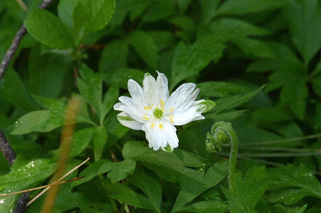 2025-05117961 Ipswitch River Wildlfe Sanctuary,  MA.JPG - Wood Anemone (Anemone nemorosa).  Ipswitch River Wildlife Sanctuary,MA, 5-11-2025